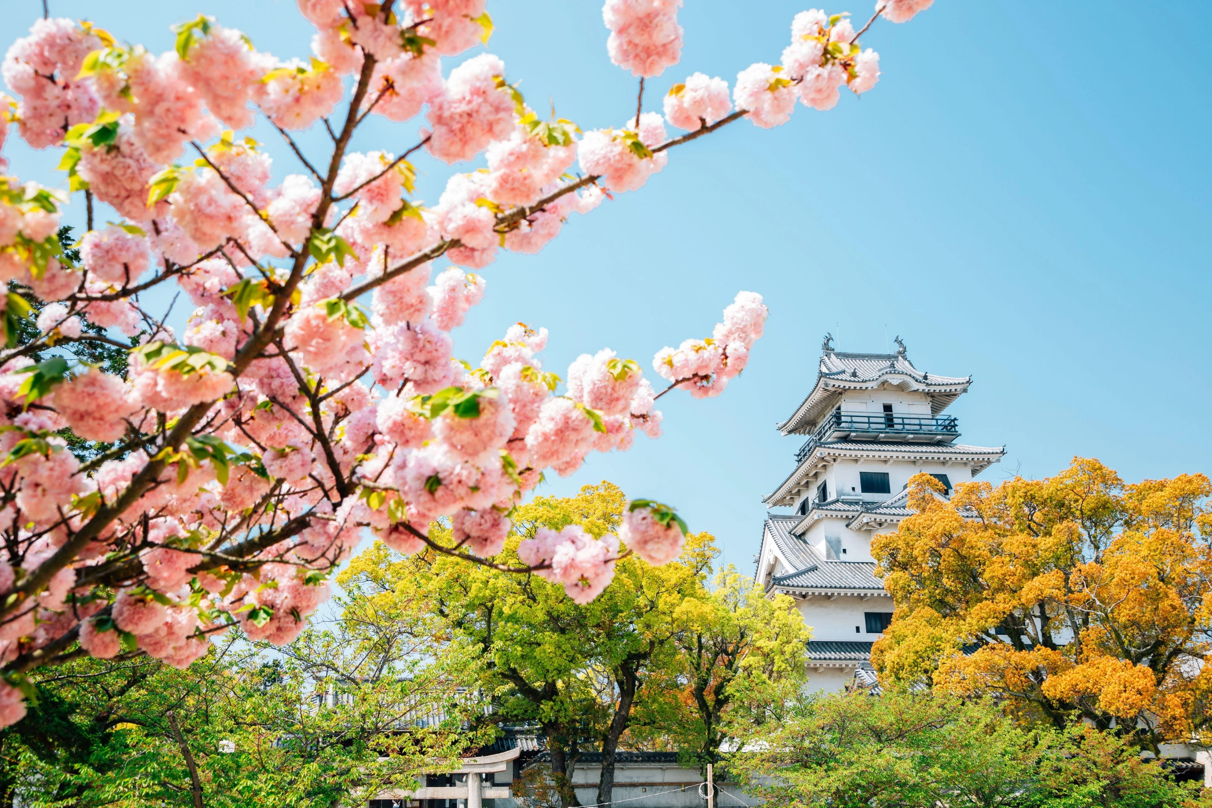 Imabari[1].webp